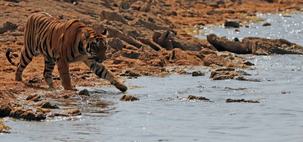 Incredible Tadoba Afternoon Safari