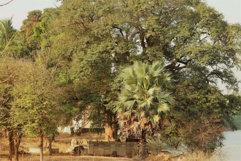 Temple of God Taru under a sacred tree in Tadoba Andhari Tiger Reserve