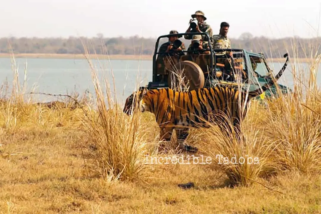 Tadoba Core Zone-vs-Buffer-zone