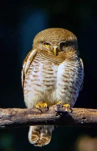 Birds of Tadoba - Spotted Owlet in forest habitat