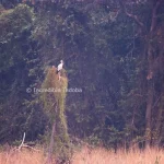 Open Billed Stork