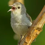Pale-billed flowerpecker