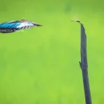 White-Breasted Kingfisher