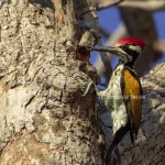 Birds of Tadoba-White-Naped Woodpecker
