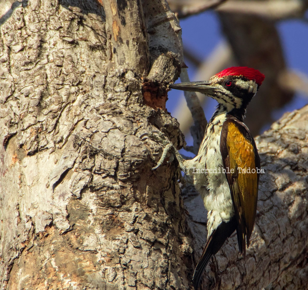 Birds of Tadoba