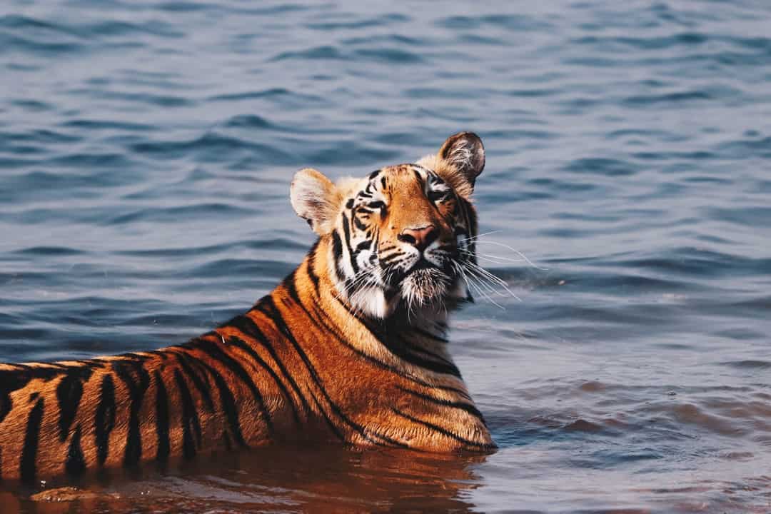 10 Interesting Facts About Royal Bengal Tigers